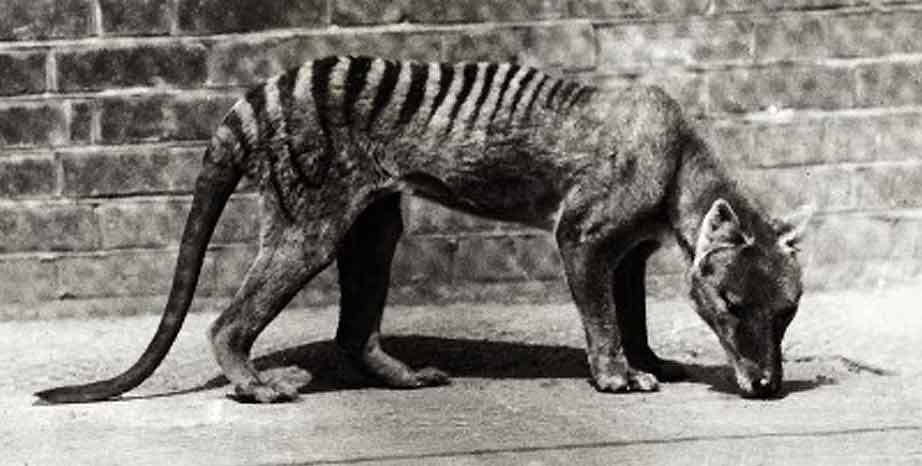 Tasmanian Devil - Thylacine