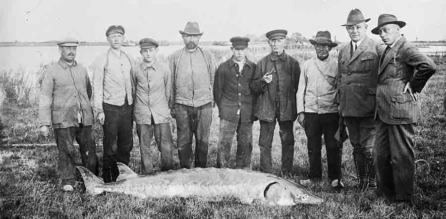 Photo of Sturgeon Fish that was caught