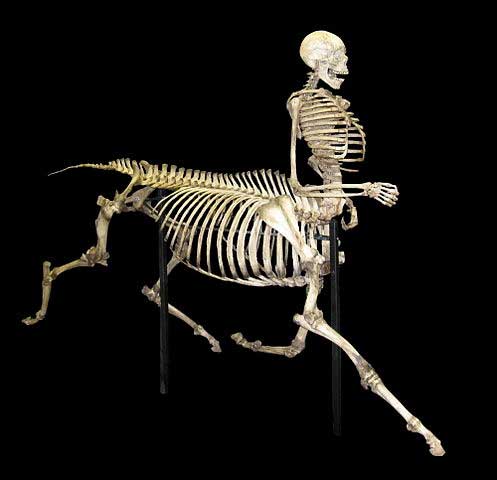 Example of a centaur skeleton