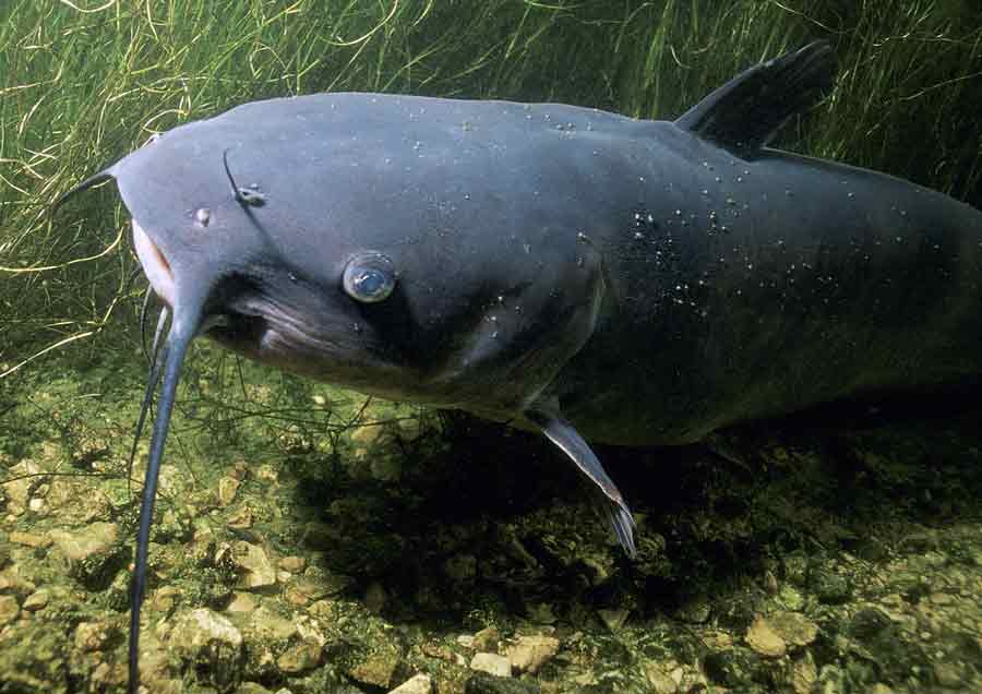 Channel Catfish - Possible Explanation for the Coosa River Monster