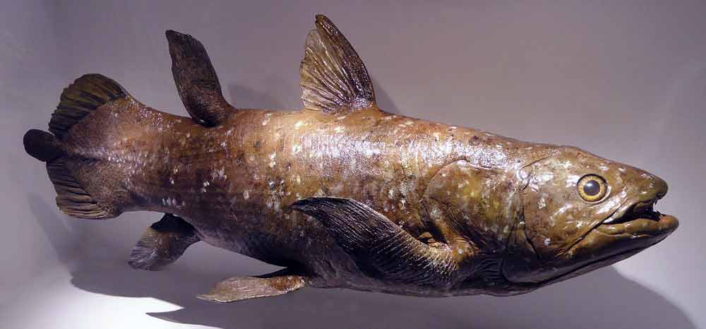 Coelacanth Living Fossil Fish