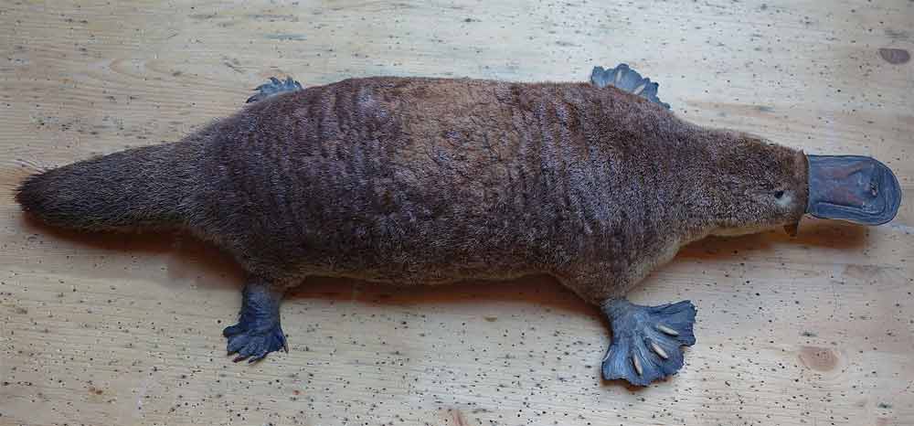 Platypus - Former Cryptid Discovered in 1799.