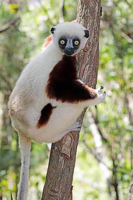 Sifaka