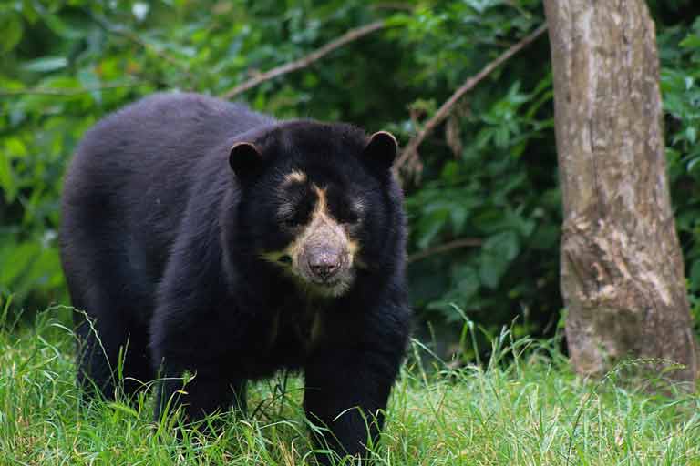 Spectacled Bear - Possible Explation for Ucumar Sightings
